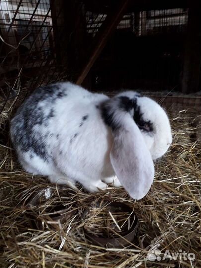 Кролики французские бараны