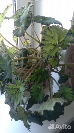 Бегония зеленая