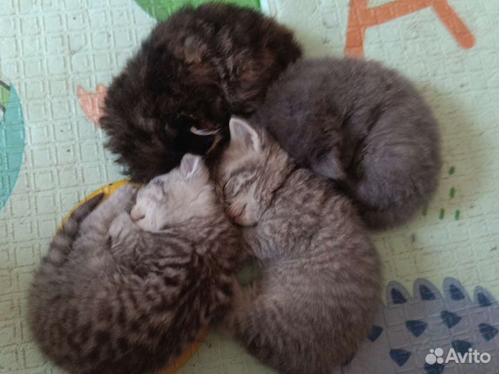 Британская