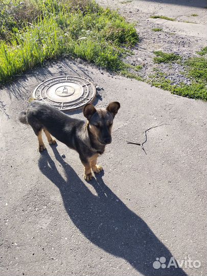 Маленький песик