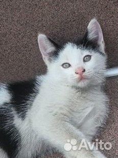 Котенок мальчик