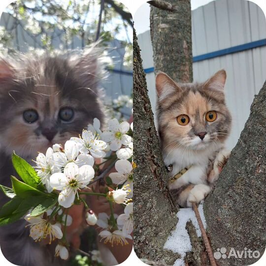 Кошка для вязки