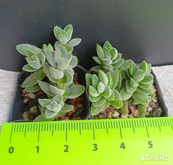 Суккуленты крассулы