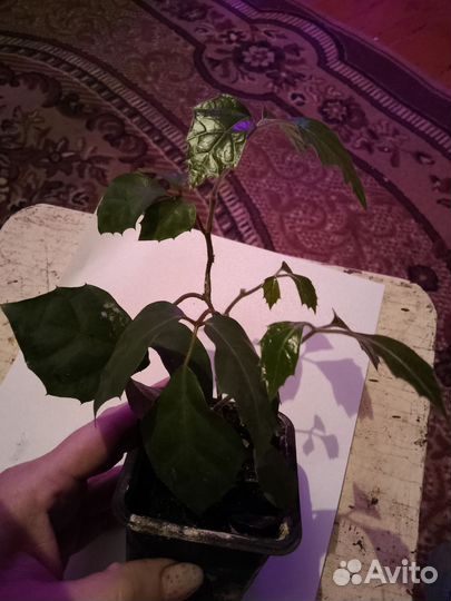 Комнатные растения