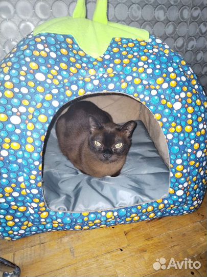 Передержка кошечек и котиков на дому