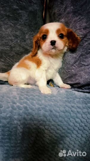 Собачка кавалер кинг щенки