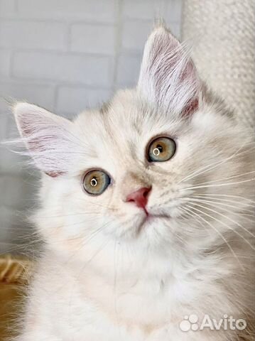 Сибирский котенок. Сибирские котята объявление продам