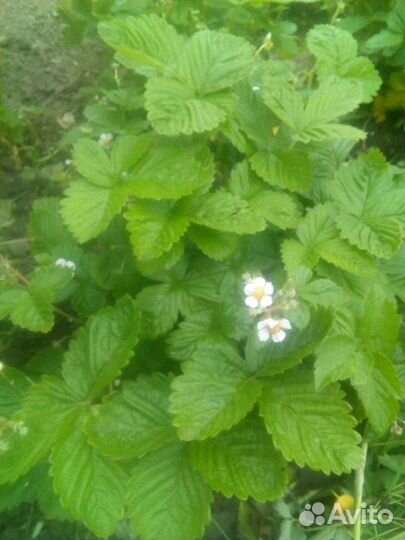 Ремонтантная земляника