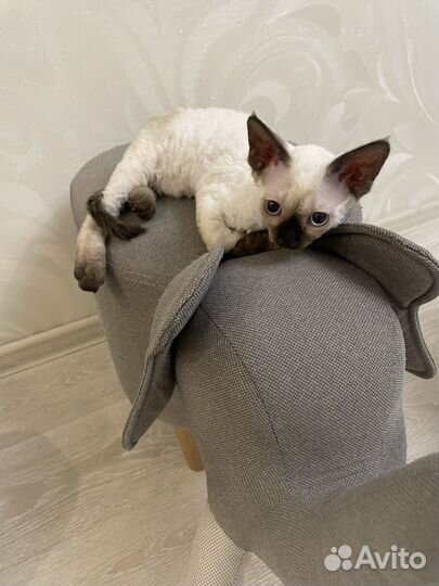 Котята девон-рекс