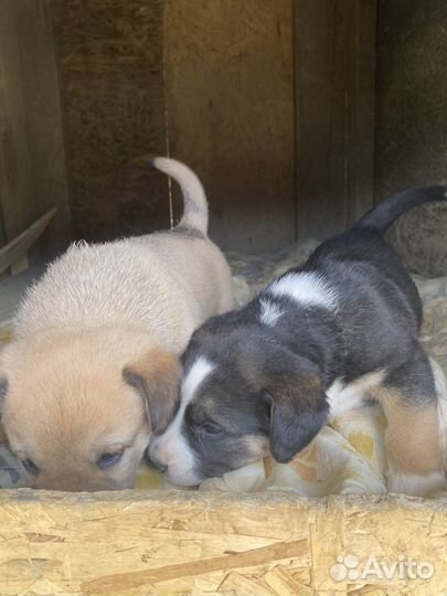 Щенки алабая