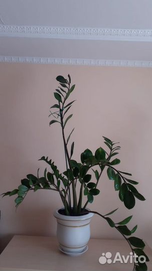 Замиокулькас