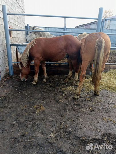 Жирные лошади