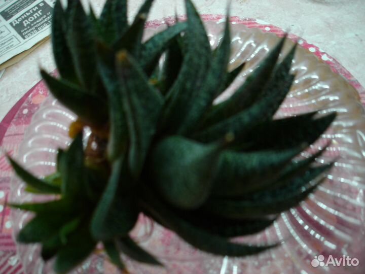 Комнатные цветы