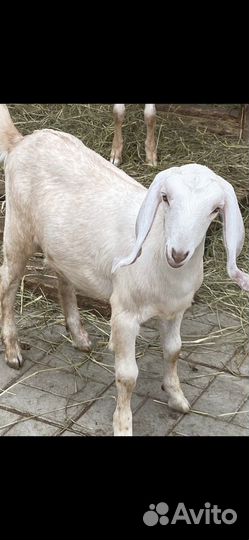 Англо нубийские козы