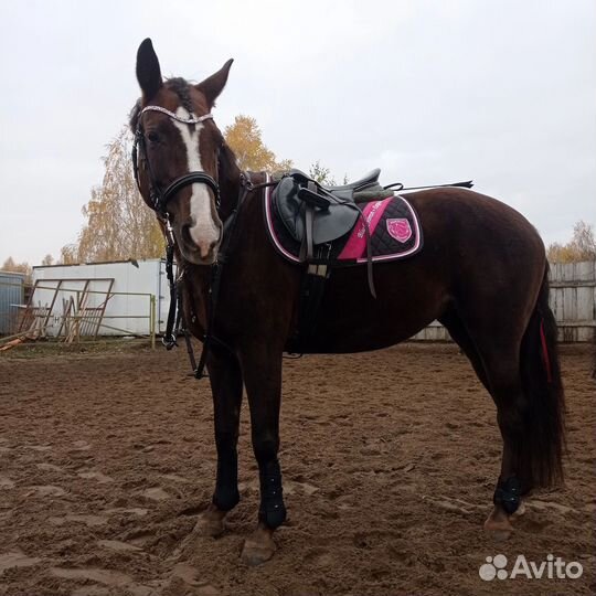 Кобыла 2015 г.р