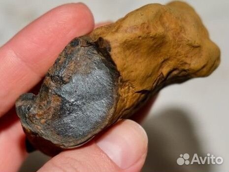 Окаменелости