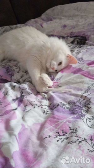 Случка кошки