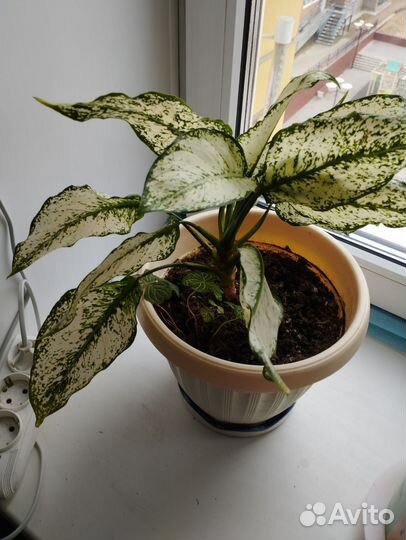 Аглаонема супер вайт