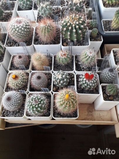 Кактусы