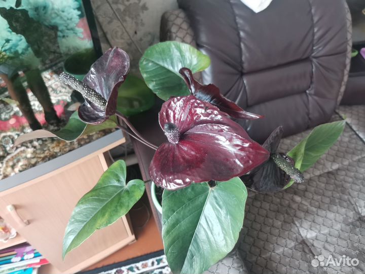 Антуриум черный дракон