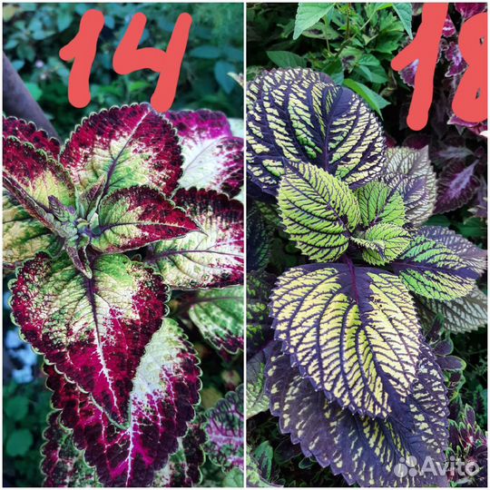 Колеусы вегетативные