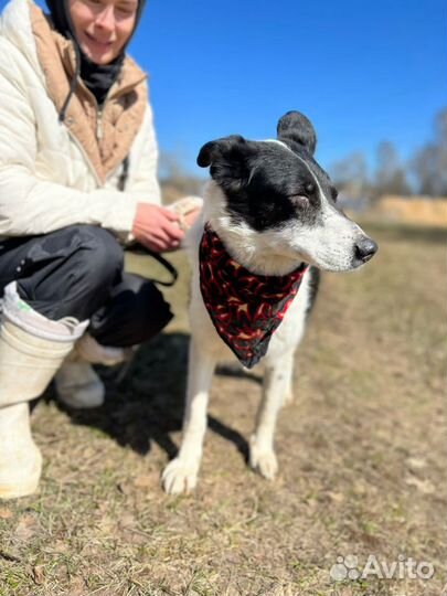 Собака в добрые руки, Луша