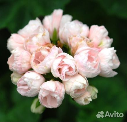 Набор тюльпановидных пеларгоний -бронь