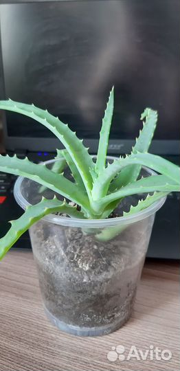 Алоэ (столетник) продам укорененный отросток