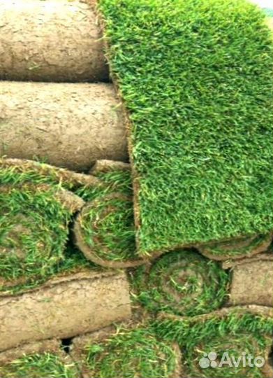 Рулонный газон