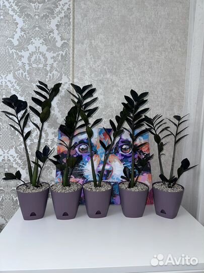 Замиокулькас чёрный равен