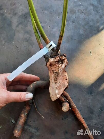 Пион Грин лотос