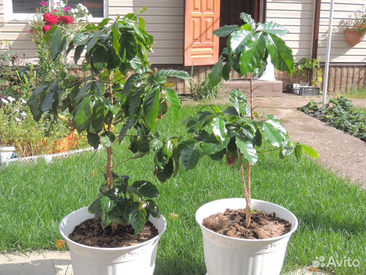 Кофейное дерево