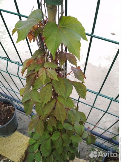 Саженцы дикого винограда триостренного Вичи