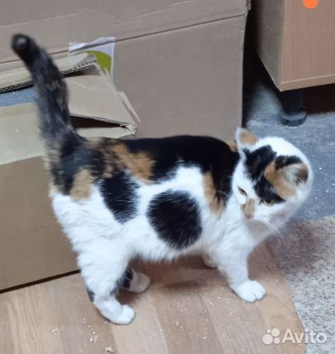 Молодая стерилизованная кошечка