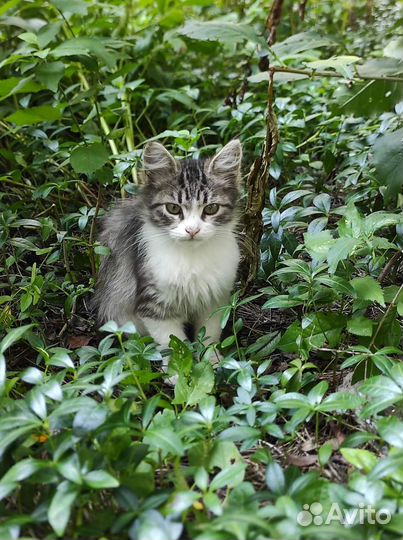 Кошки в добрые руки