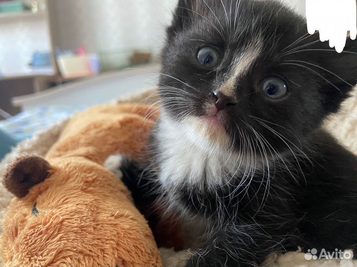 Отдам в добрые руки котят
