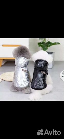 Домашние животные собаки маленькие