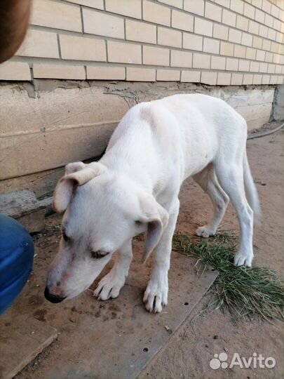 Собака в добрые руки щенок