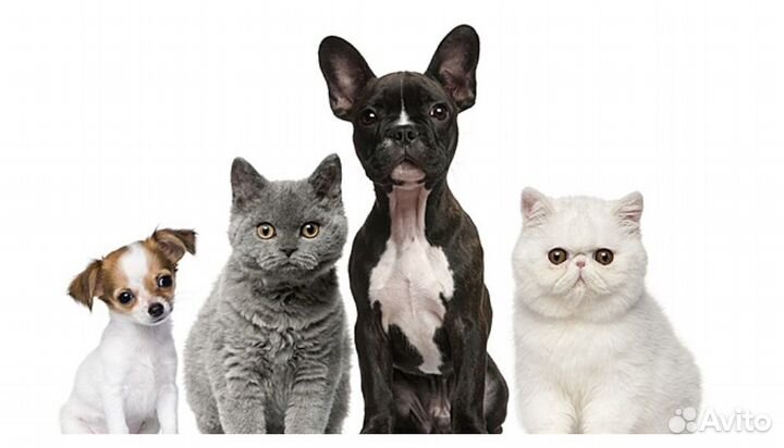 Передержка домашних животных