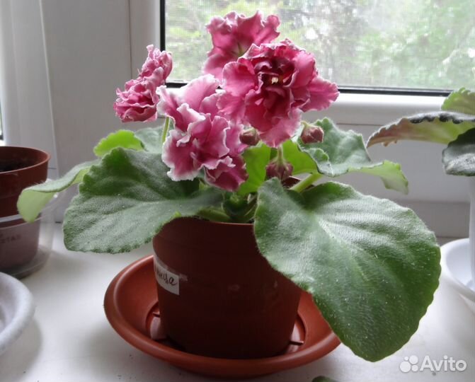 Фиалки сортовые