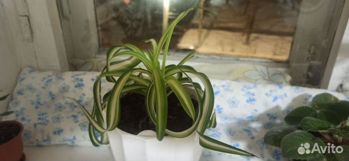 Хлорофитум