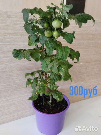 Помидоры в горшке