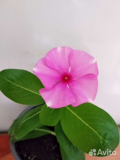 Катарантус барвинок