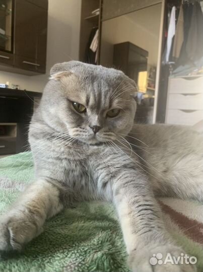 Вязка с титулованным шотландским котом