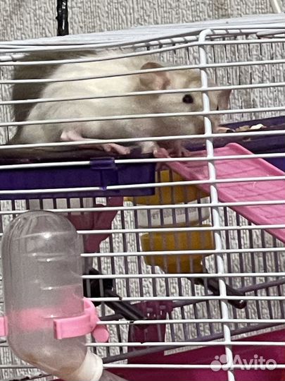 Крысята дамбо