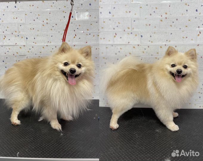 Грумер. Груминг. Стрижка собак