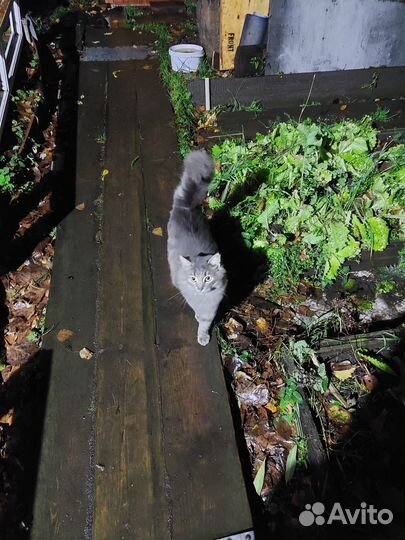 Кот на улице