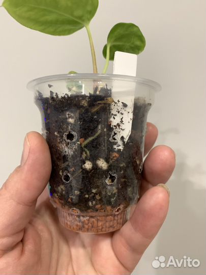 Антуриум гибрид