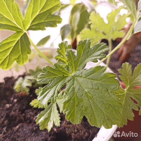 Душистая герань с ароматом лимона