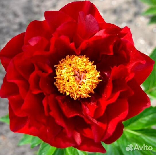 Пион Зе Макино Гранд